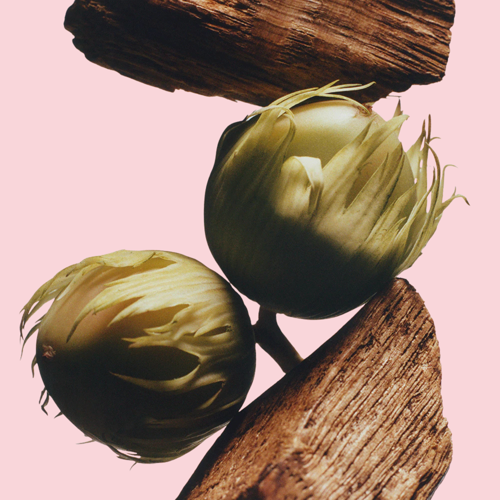 English Oak & Hazelnut Cologne