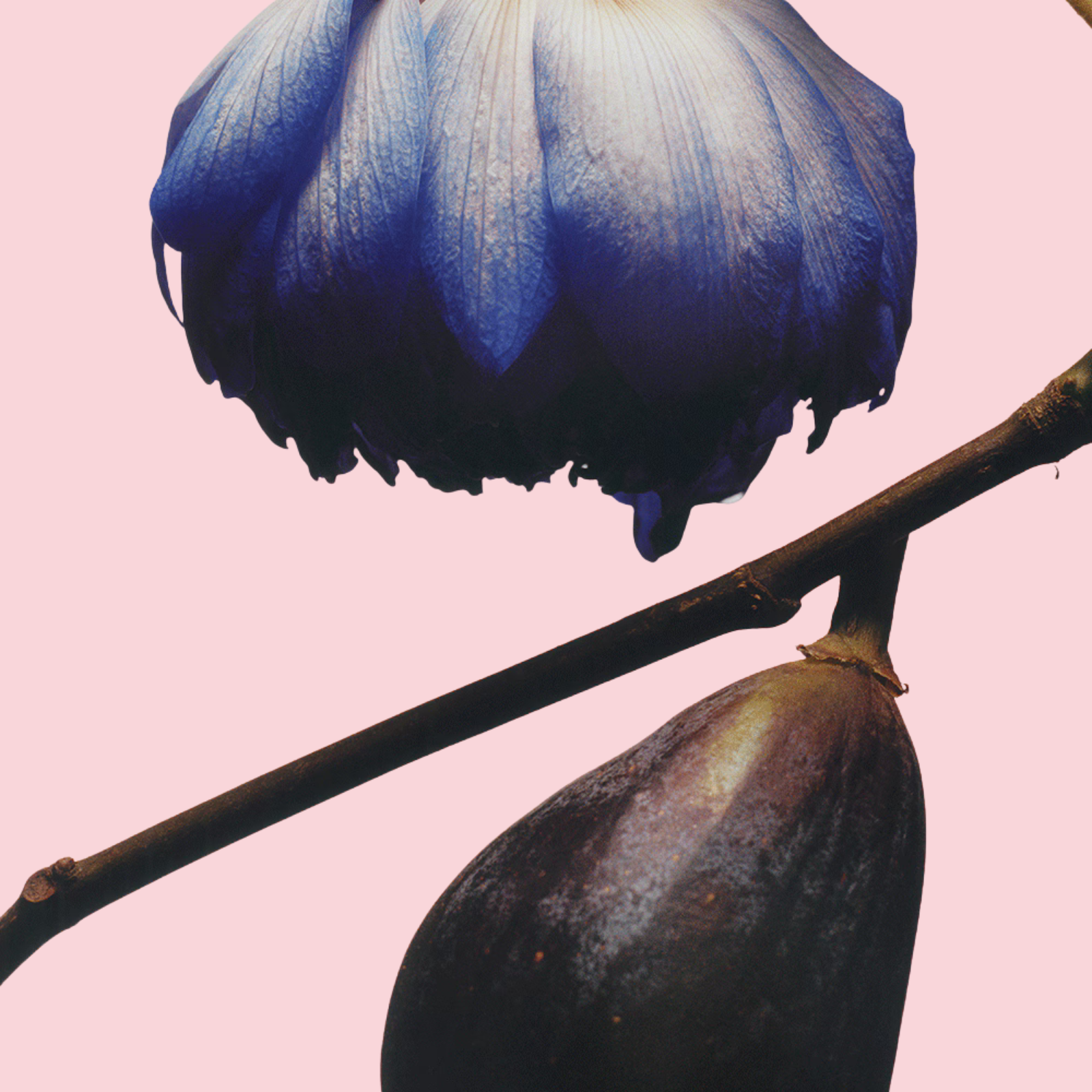 Fig & Lotus Flower Cologne
