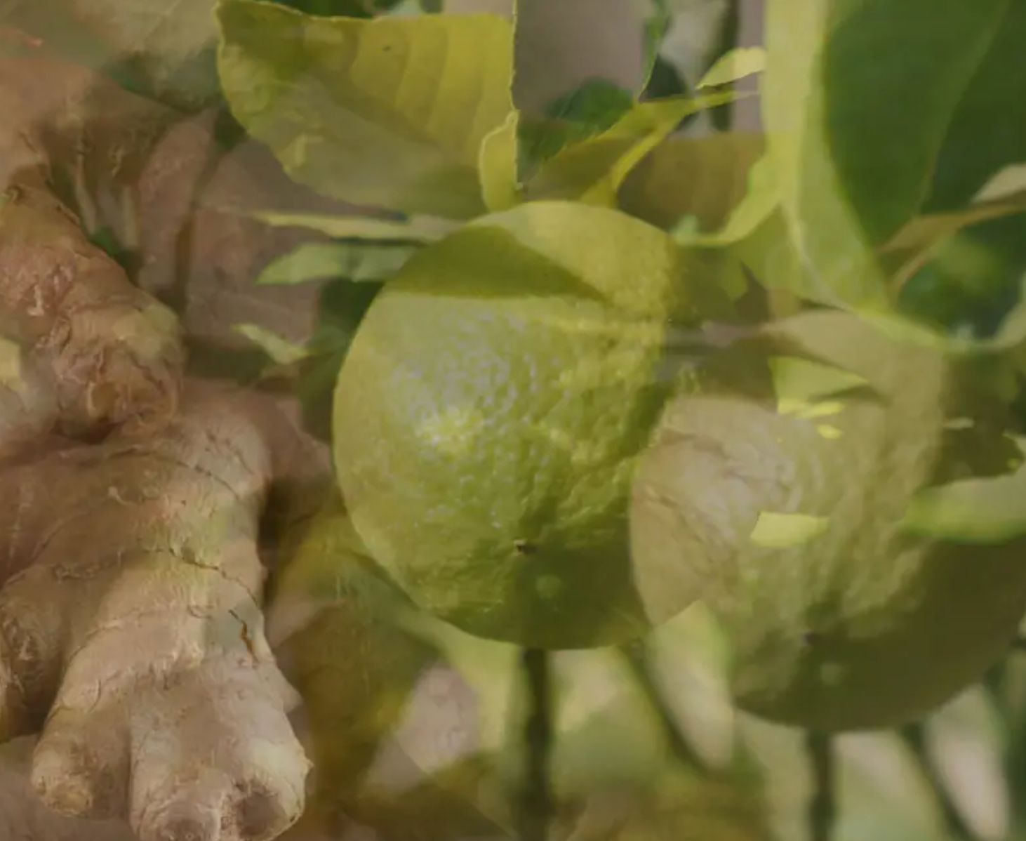 Ginger Lime - Millo