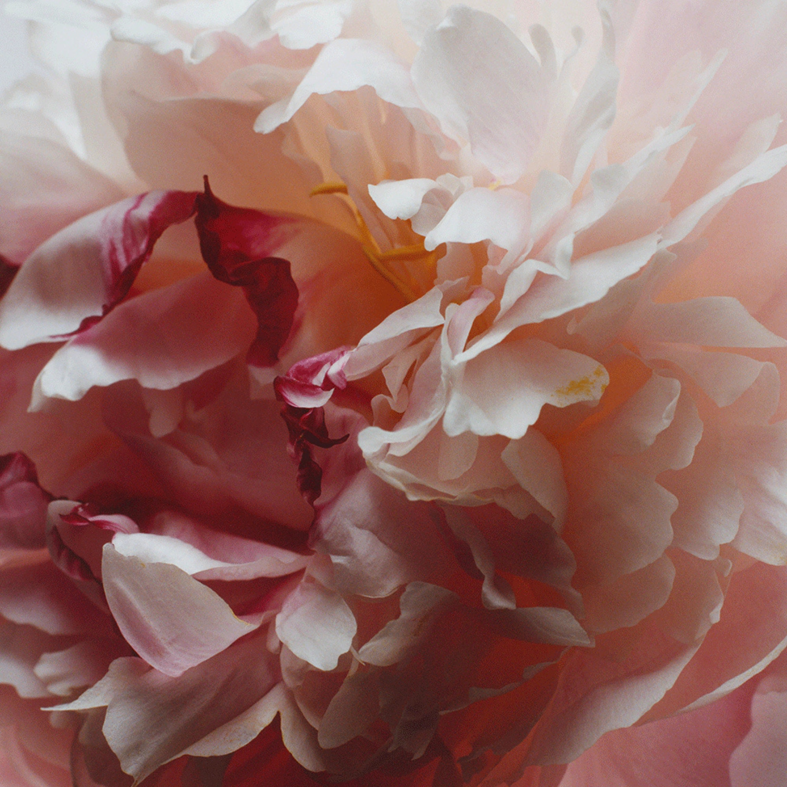 Peony & Blush Suede Soap Bar