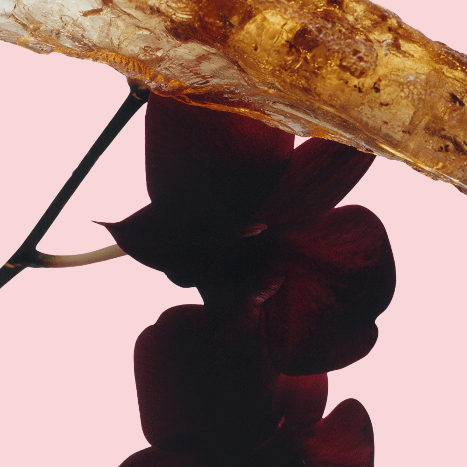 Dark Amber & Ginger Lily Cologne Intense