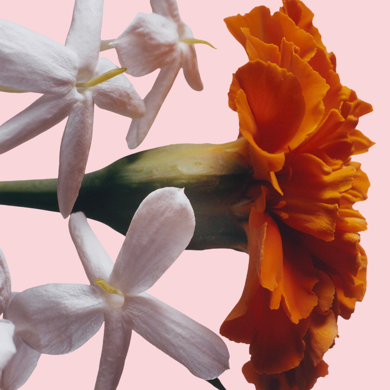 Jasmine Sambac & Marigold Cologne Intense
