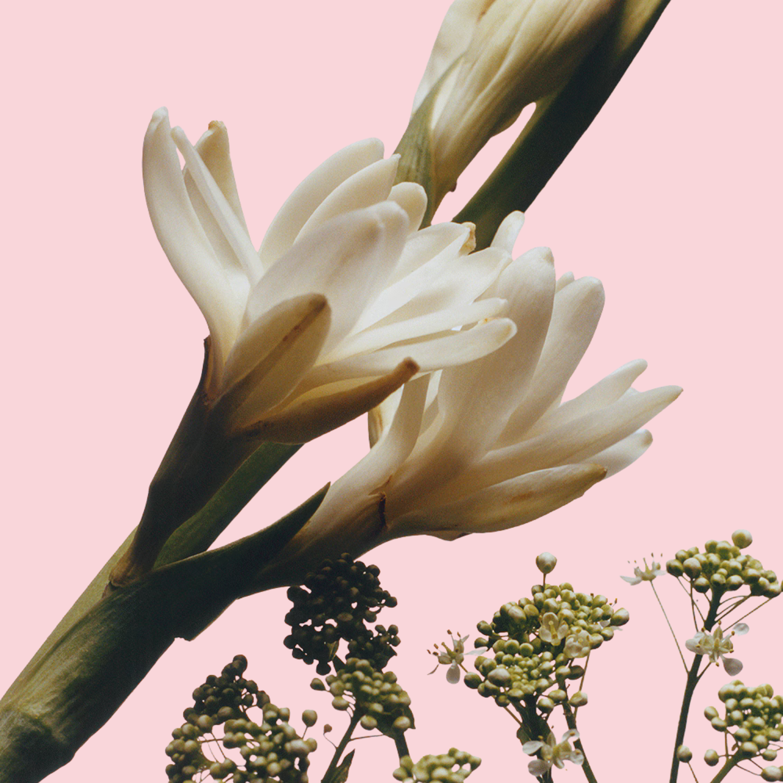 Tuberose Angelica Cologne Intense